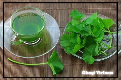 Cây rau má trị sẹo mau lành