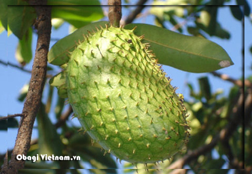 Khỏe cùng mãng cầu Xiêm